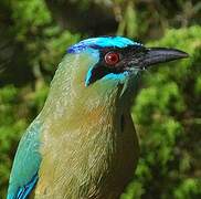 Motmot houtouc