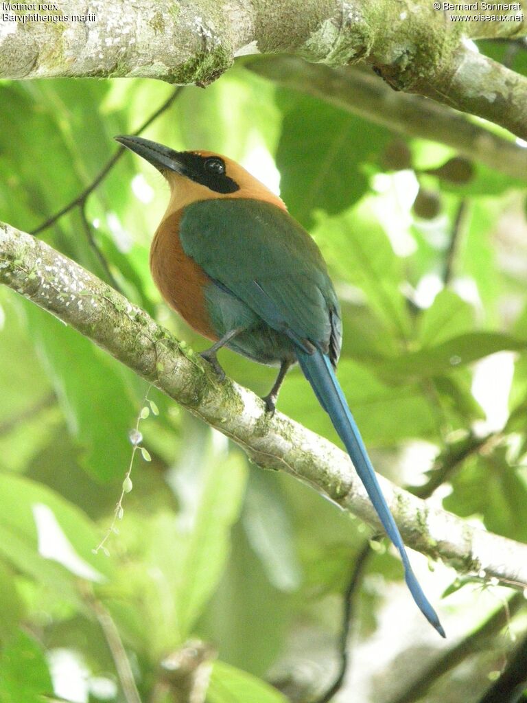 Rufous Motmot, identification