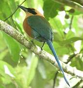 Rufous Motmot