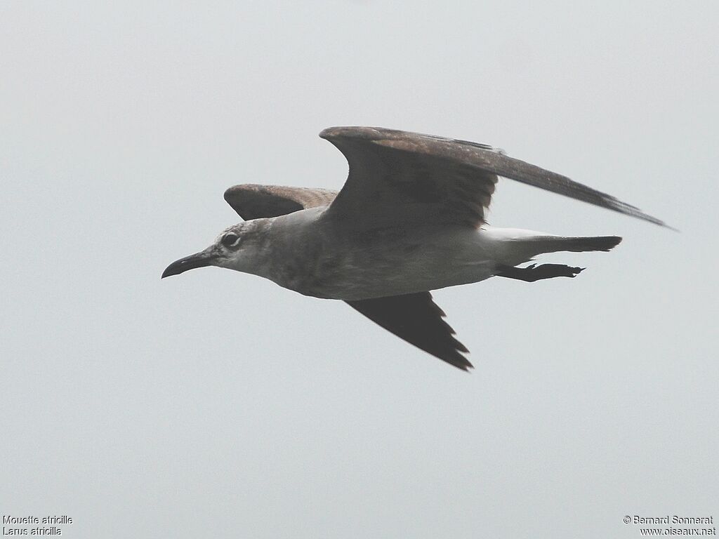 Mouette atricille, identification