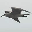 Mouette atricille