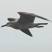 Laughing Gull