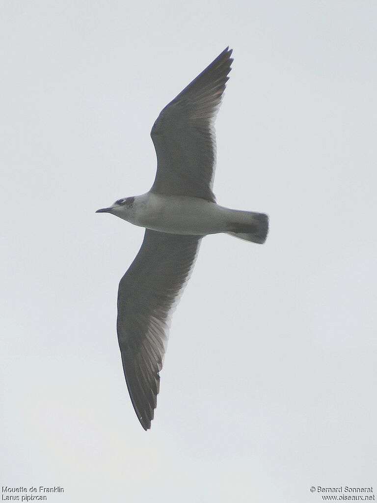 Mouette de Franklin