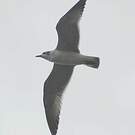 Mouette de Franklin