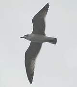 Mouette de Franklin