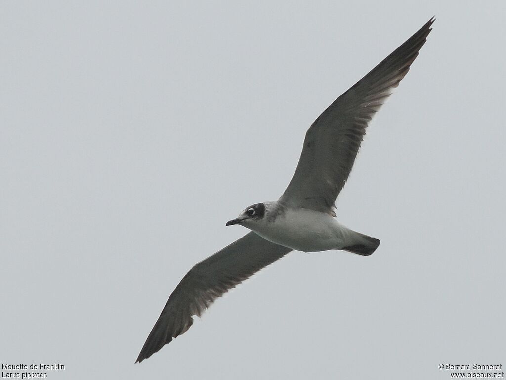 Franklin's Gull