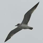 Mouette de Franklin