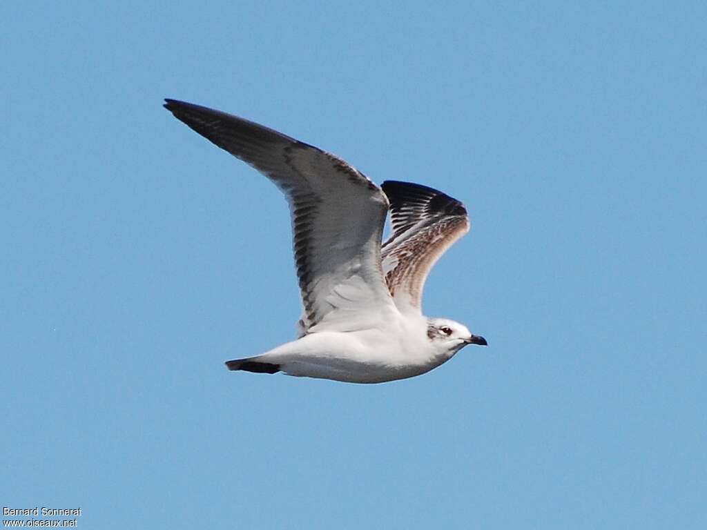 Mouette mélanocéphale1ère année, Vol