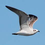 Mediterranean Gull