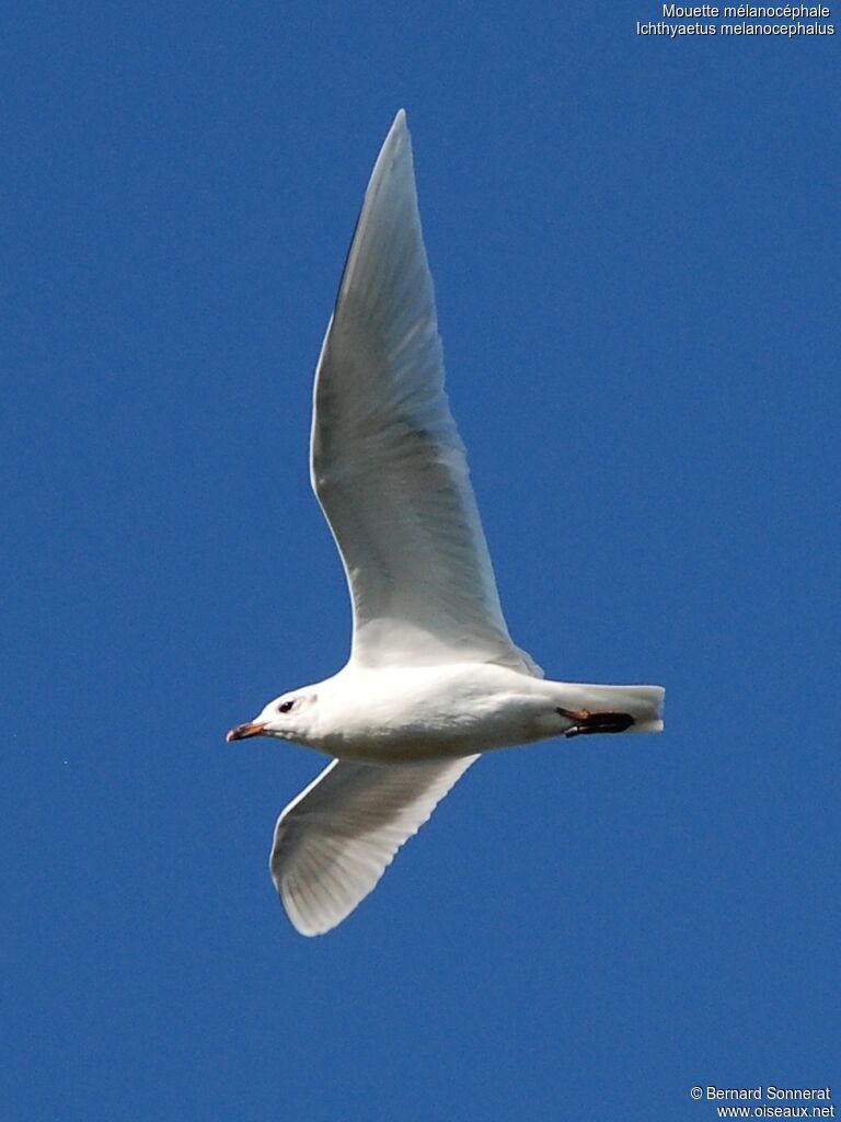 Mediterranean Gulladult, Flight