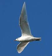 Mediterranean Gull