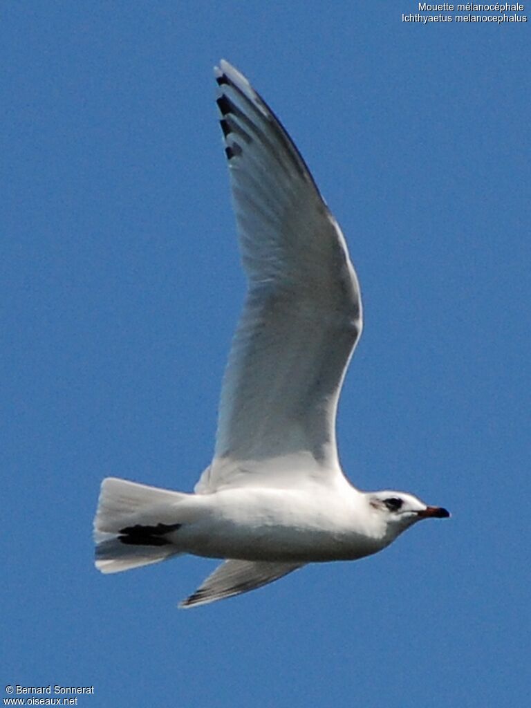 Mouette mélanocéphale1ère année