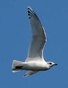 Mediterranean Gull