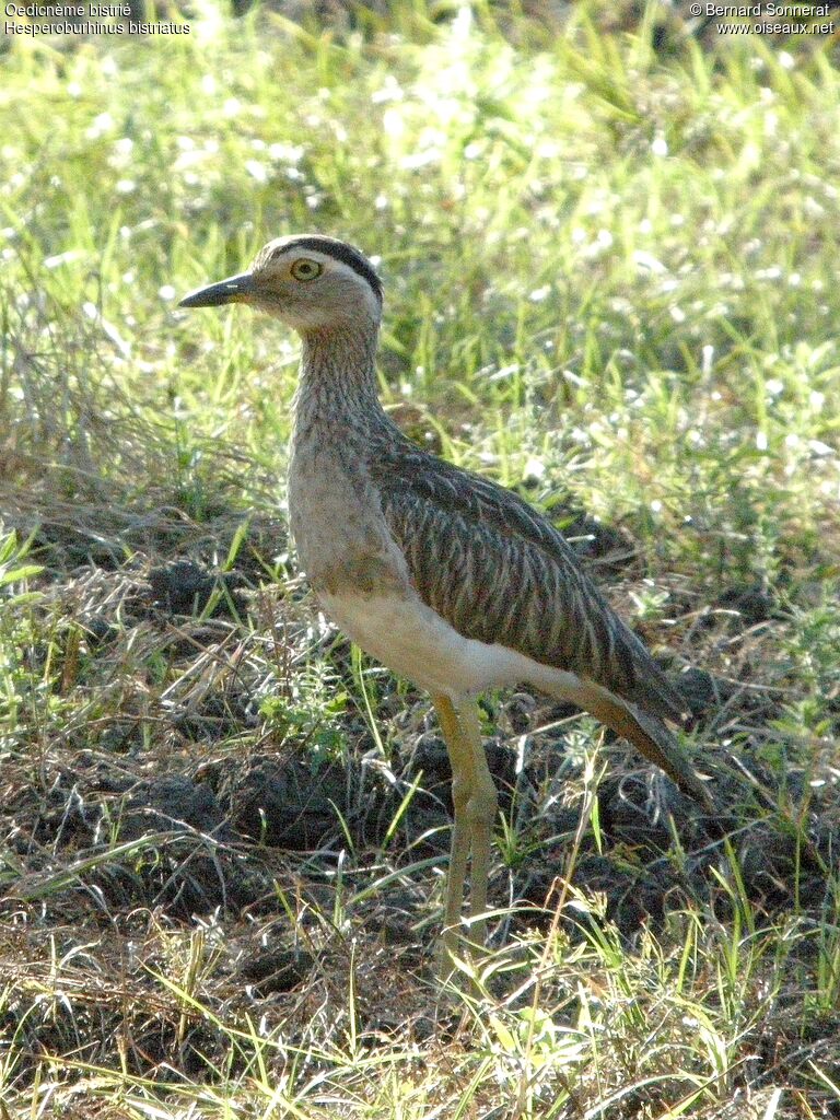 Double-striped Thick-knee, identification