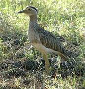 Double-striped Thick-knee