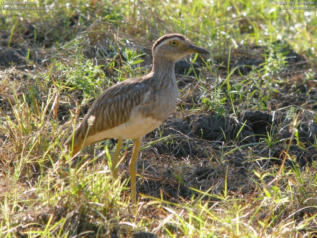 Oedicnème bistrié, identification