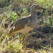 Double-striped Thick-knee