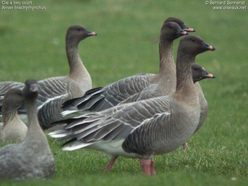 Pink-footed Goose