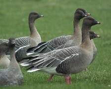 Pink-footed Goose