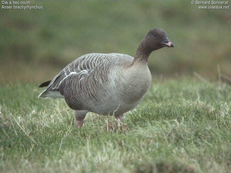 Pink-footed Goose