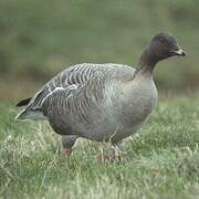 Pink-footed Goose