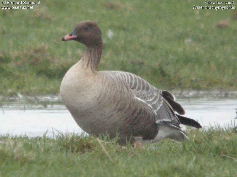 Pink-footed Goose