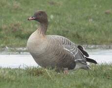 Pink-footed Goose