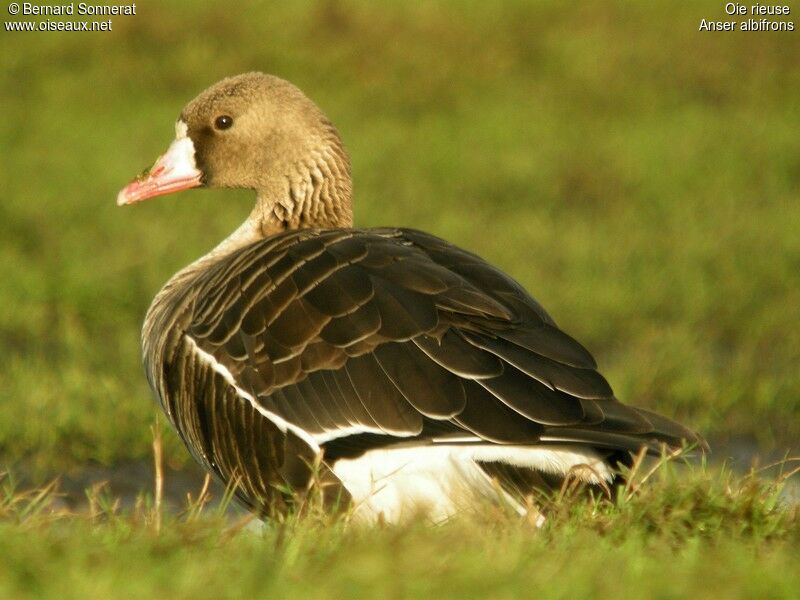 Greater White-fronted Goose