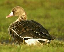 Greater White-fronted Goose