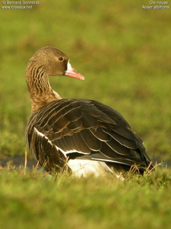 Greater White-fronted Goose