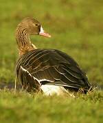 Greater White-fronted Goose