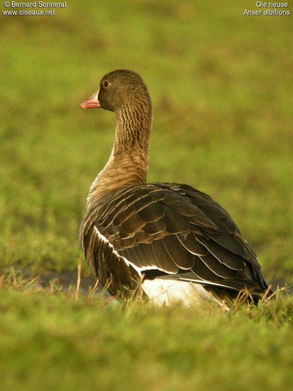 Greater White-fronted Goose