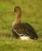 Greater White-fronted Goose