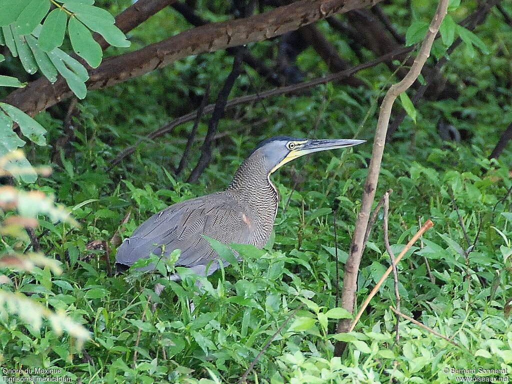 Bare-throated Tiger Heron, identification