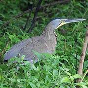 Bare-throated Tiger Heron