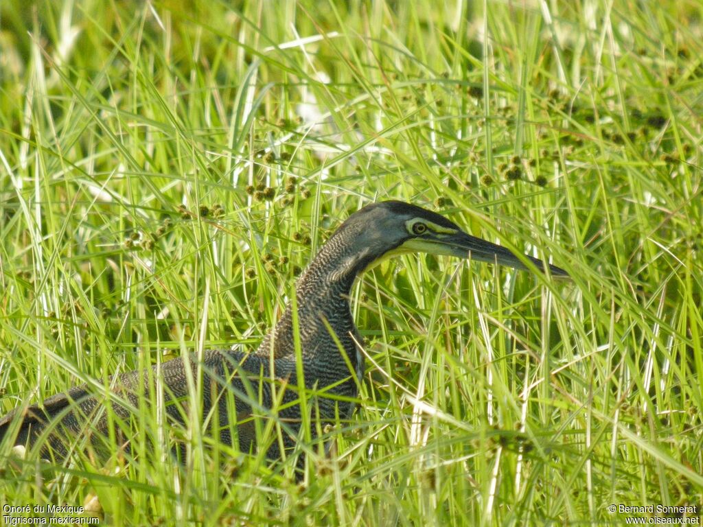 Bare-throated Tiger Heron