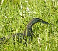 Bare-throated Tiger Heron