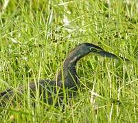 Bare-throated Tiger Heron