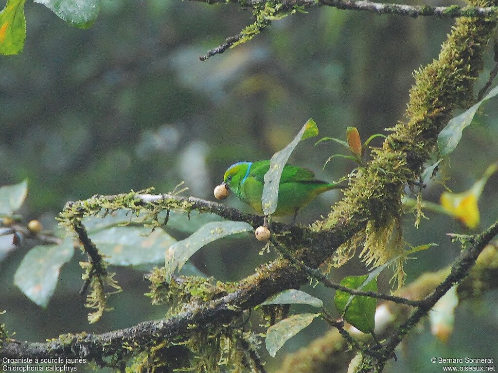 Golden-browed Chlorophonia