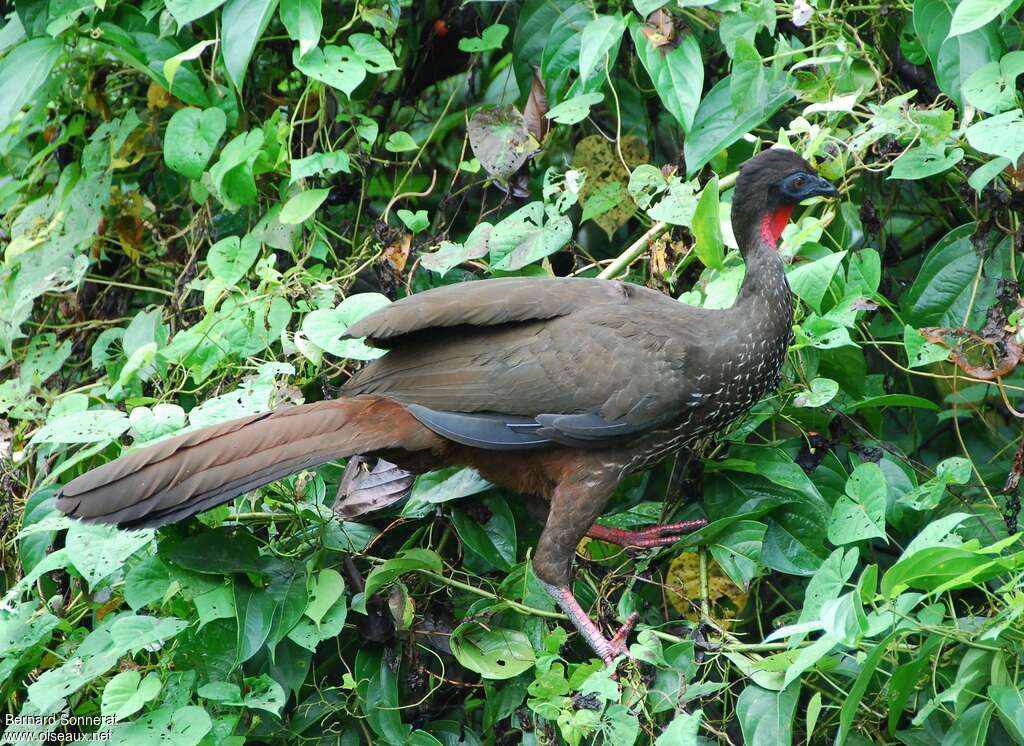 Crested Guanadult, identification