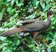 Crested Guan