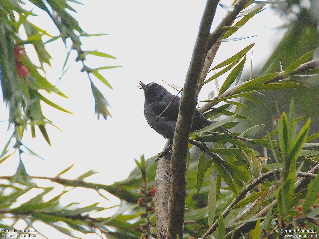 Slaty Flowerpiercer