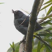 Slaty Flowerpiercer