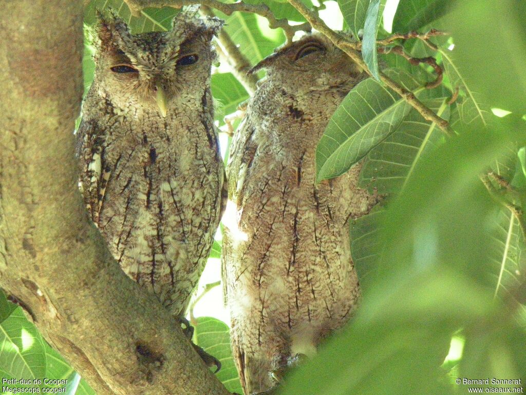 Pacific Screech Owl