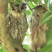 Pacific Screech Owl