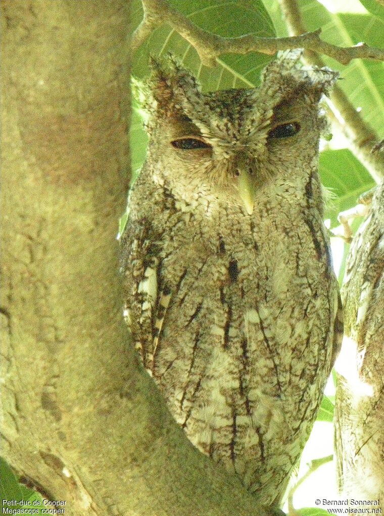 Pacific Screech Owl, identification