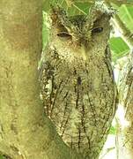 Pacific Screech Owl