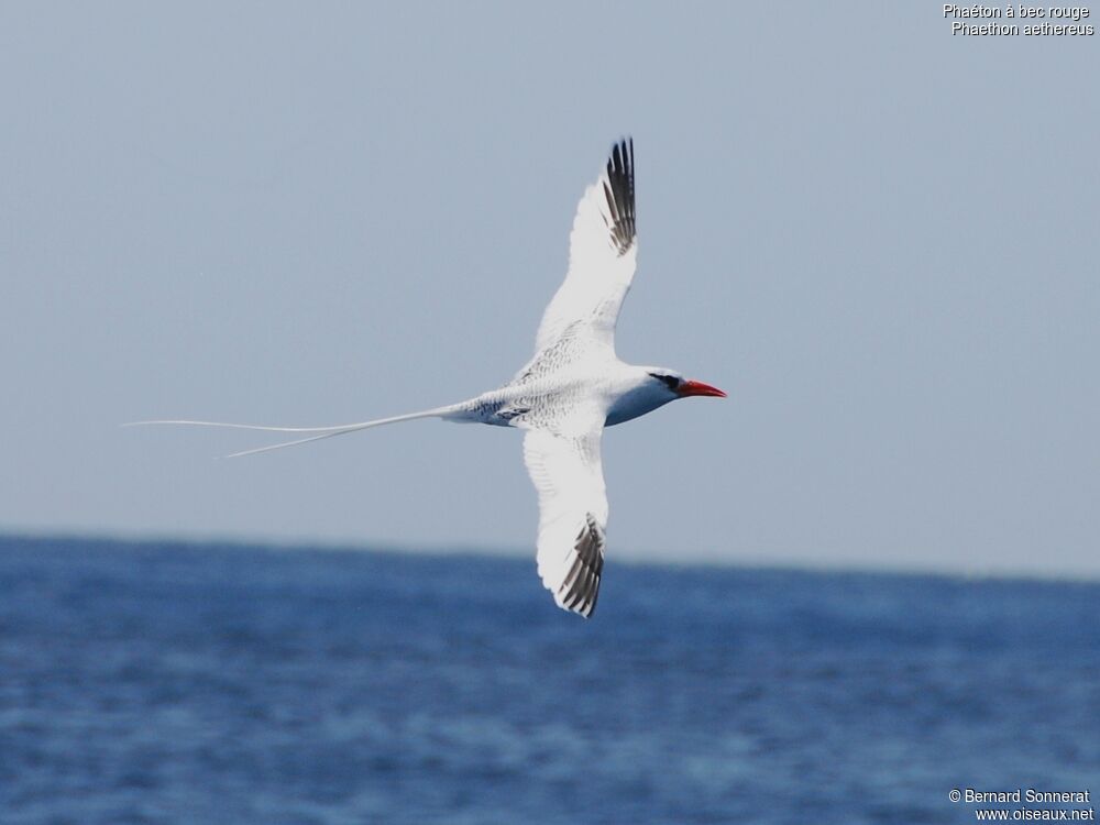 Phaéton à bec rouge