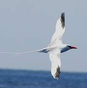 Red-billed Tropicbird