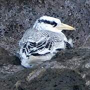 Red-billed Tropicbird